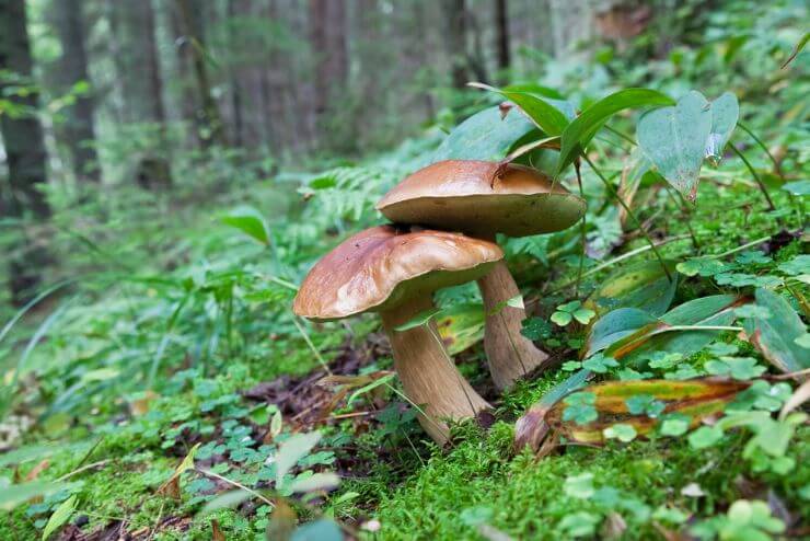 The Do’s and Don’ts of Wild Mushroom Foraging