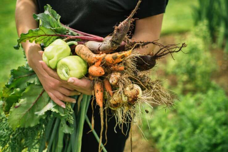 Top 30 Plants to Grow in Your Garden This Year
