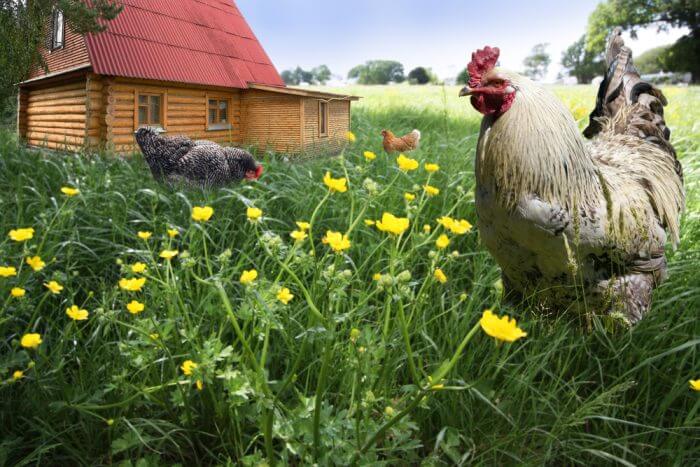 Why Almost Everyone Is Wrong About Choosing Best Homesteading Chickens